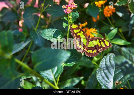 Butterfly on Vibrant Flower with Green Leaves in Sunlit Garden Close Up Stock Photo