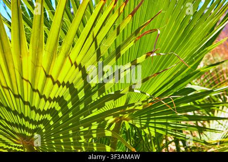 Green Fan Palm Leaf Texture in Bright Sunlight Stock Photo
