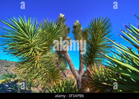 Joshua Tree Close Up Against Blue Sky in Arizona Desert Stock Photo