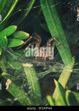 A macro view of a large brown spider hiding in its web amidst vibrant green leaves and foliage in a natural outdoor habitat Stock Photo