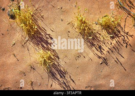 Desert Grass Shadows on Sunlit Sand Texture from Above Stock Photo