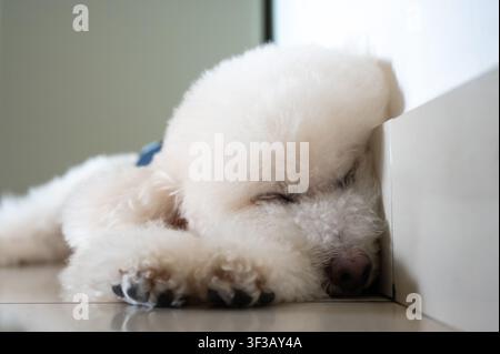 A cute white poodle sleeping peacefully on the floor. Stock Photo