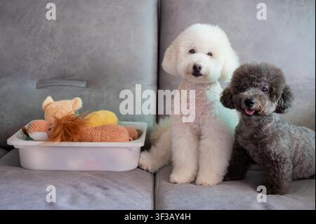 Two cute poodles sit with their tidy toy basket on a comfortable couch. Stock Photo