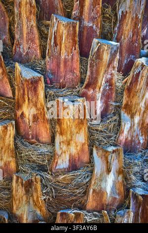 Palm Tree Trunk Texture and Frond Pattern Close Up with Natural Fibrous Details Stock Photo