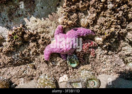 Purple starfish clings to rocky tide pool. Mottled seaweed and barnacles surround it. Sunlight glints softly off wet stones. Starfish appears still, u Stock Photo