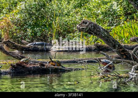 Sunlit water reflects green trees and fallen branches. Turtles rest on driftwood, basking quietly. One turtle glides gently through the calm surface. Stock Photo