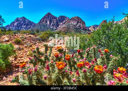 Blooming Cactus Flowers and Red Rock Mountains in Vibrant Nevada Desert Landscape Stock Photo