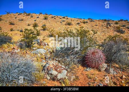 Fire Barrel Cactus and Desert Shrubs on Rocky Hill Under Clear Blue Sky Stock Photo