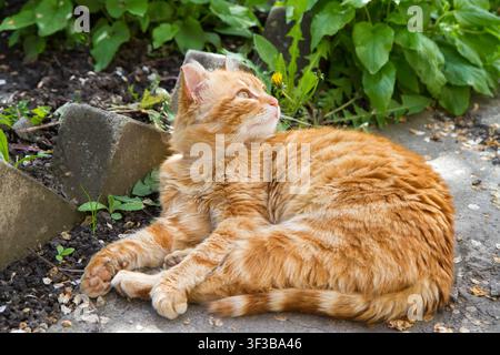 The cat is resting in the garden. A red cat is lying on the ground. The cat looks away. Stock Photo