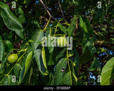 Green unripe walnuts growing on a tree branch with lush leaves in Coesfeld, Germany Stock Photo