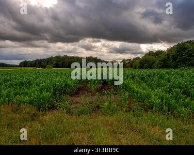 Lush green corn field under a dramatic stormy sky in Coesfeld, Germany Stock Photo