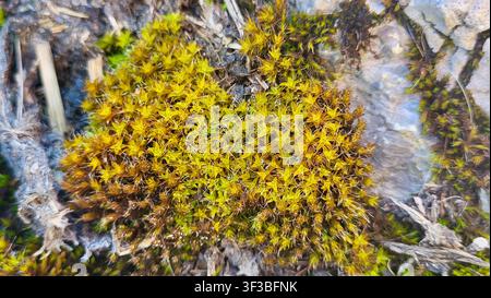 Close-up of golden yellow star moss growing on rock in autumn, Swiss nature, Switzerland Stock Photo