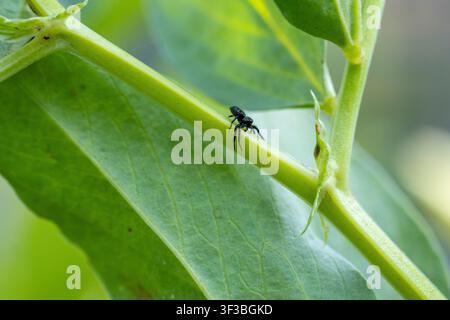 Black jumping spider navigating a bright green plant stem, focus on intricate details of the small arachnid in nature Stock Photo