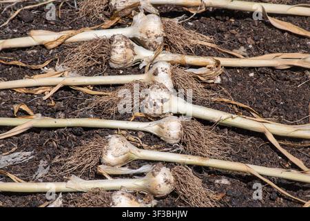 Garlic bulbs or heads (Mersley Wight variety) left to dry or cure on soil after lifting in a vegetable garden, UK Stock Photo