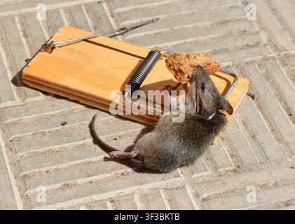 Caught mouse in mousetrap holding bread Stock Photo