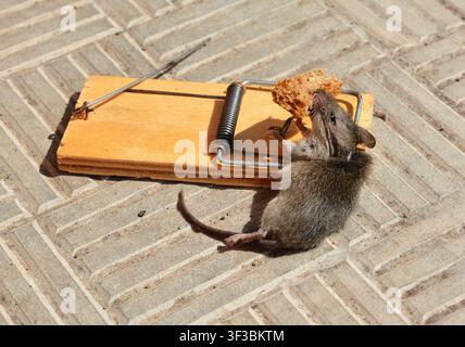 Mouse caught in mousetrap with bread Stock Photo