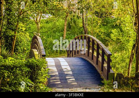 Sunlight filters through lush green trees Stock Photo