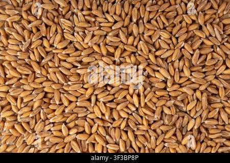 Rye Grains Isolated, Wheat Seeds Pile, Dry Barley Seeds for Bread, Spelta Healthy Organic Food, Rye Cereal Grains Heap on White Background Stock Photo