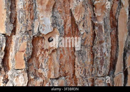 Insect Hole in Stone Pine Tree Bark Texture (Pinus pinea) Stock Photo