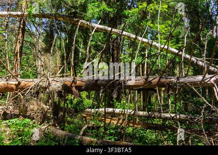 Fallen birch and spruce tree trunks rot in a dense, wild summer forest, creating a textured wooden labyrinth surrounded by lush green foliage and brig Stock Photo