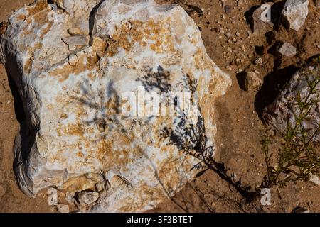 Intricate shadow of a delicate wild plant cast upon a weathered white limestone boulder in the dry desert, creating a stark contrast between organic s Stock Photo