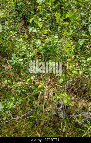 Close-up of small green wild crabapples growing on a low bush branch near the ground in a summer orchard Stock Photo