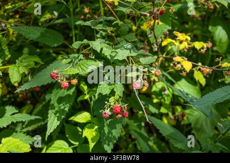 Clusters of ripe wild raspberries hanging from leafy branches in a lush green forest illuminated by warm summer sunlight Stock Photo