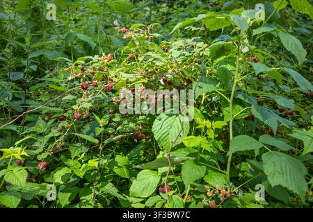Abundant wild raspberry bushes loaded with ripe red berries growing in lush green woodland during the summer season Stock Photo