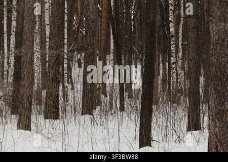 Snowy ice branches with sparkling light effects. Gentle snowfall serene scene. Peaceful winter woodland illuminated by warm sun rays. Sunlit pine fore Stock Photo