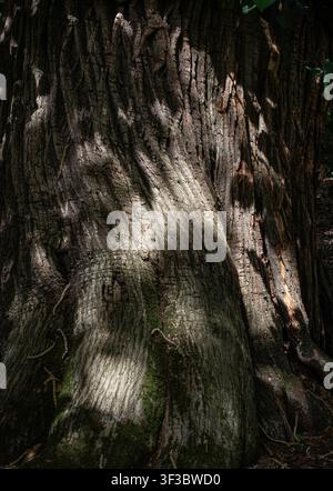 Sunlight casts shadows on the trunk of an old tree in woodland, Worcestershire, England. Stock Photo