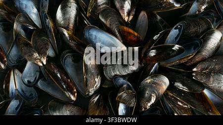 Empty Mussels Shell, Black Clams Shells, Eaten Mollusc, Empty Shellfishes, Seafood Leftovers Mussel on Wood Background Top View Stock Photo