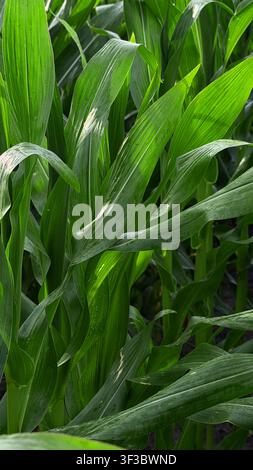 Lush green corn plants with tall leaves growing densely in a field under bright sunlight, showcasing healthy agricultural growth and vibrant foliage Stock Photo