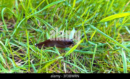 Brown garden snail crawling on green grass with blades and leaves surrounding it in a natural outdoor setting  Stock Photo