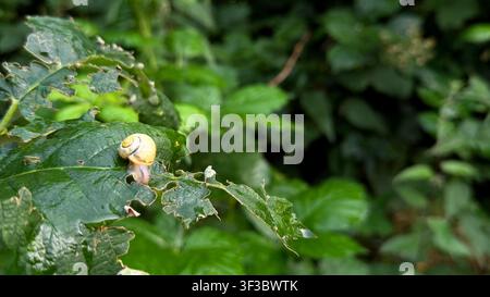 Small yellow snail crawling on a green leaf surrounded by lush foliage in a natural outdoor setting  Stock Photo