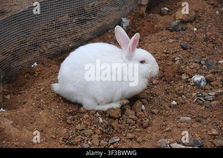 A pure white domestic rabbit squats quietly on the brown soil, with red eyes and long ears that are vivid and eye-catching. Its fluffy fur looks gentl Stock Photo