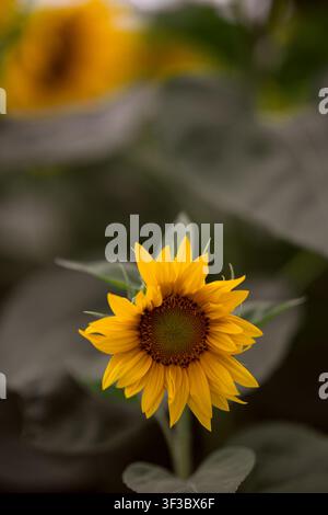 Close view of bright yellow sunflowers with green leaves in full bloom ...
