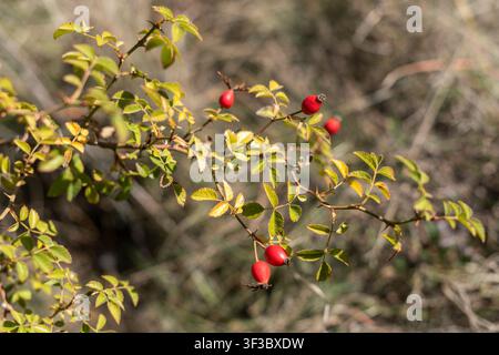 Close-up of ripe red rose hips growing on a wild dog rose branch in natural habitat. Photographed from above in bright autumn sunlight with a softly b Stock Photo