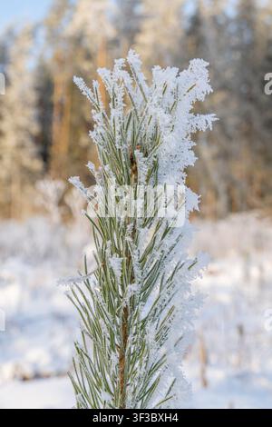 Frost-covered pine sapling with ice crystals in winter forest, soft morning light and shallow depth of field Stock Photo