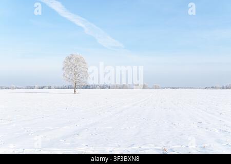 Solitary frost-covered tree in vast snowy field beneath clear blue winter sky, minimalist rural landscape Stock Photo