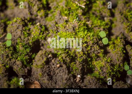 green moss and tiny grass with round leaves on ground, soft focused macro shot. New life spring time Stock Photo
