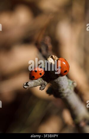 two ladybugs on tree branch in autumn forest. Coccinellidae or ladybird beetles macro shot Stock Photo