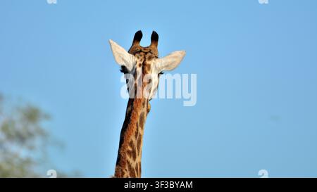 Giraffe close-up at Timbavati Nature Reserve, South Africa Stock Photo
