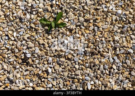Green Weed Growing Through Gravel Stones. Small green weed growing among sunlit beige and gray gravel stones. Stock Photo