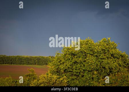 Sunlit green trees rise before a deep stormy sky while distant fields darken under gathering clouds creating bold contrast between warm foliage and co Stock Photo