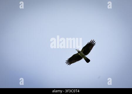 Dark bird spreads its wings in dramatic silhouette against pale sky every feather defined by light a stark emblem of independence power and mystery ca Stock Photo