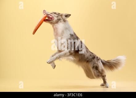 Border collie in motion holding sausage while running on yellow set. Stock Photo