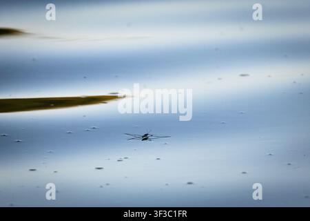 A solitary water strider floats on smooth blue water dotted with tiny bubbles. Minimal macro scene highlights delicate legs surface tension and the hu Stock Photo