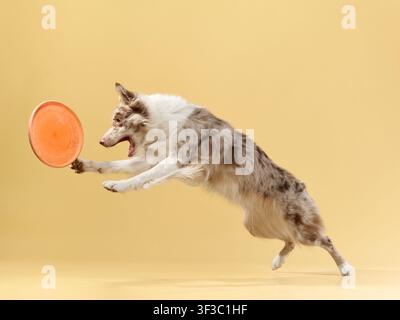 Border collie leaps with focus, catching frisbee with its mouth in full motion. Stock Photo