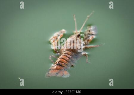 Macro look at a crayfish tail and abdomen breaking the surface of calm water. Segmented plates glow amber as tiny waves blur the edges creating a simp Stock Photo