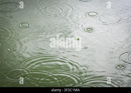 A steady shower paints the pond with expanding halos. Ripples cross and echo while the soft tone of green water turns the simple scene into a peaceful Stock Photo